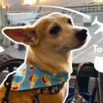 Traveling to Hawaii With a Dog