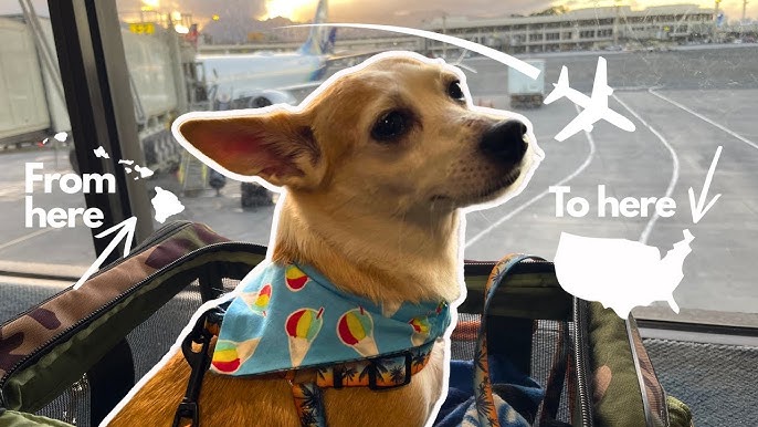 Traveling to Hawaii With a Dog