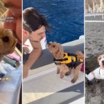 Traveling to Italy With a Dog