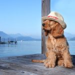 Traveling to Spain With a Dog from Usa