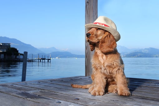 Traveling to Spain With a Dog from Usa