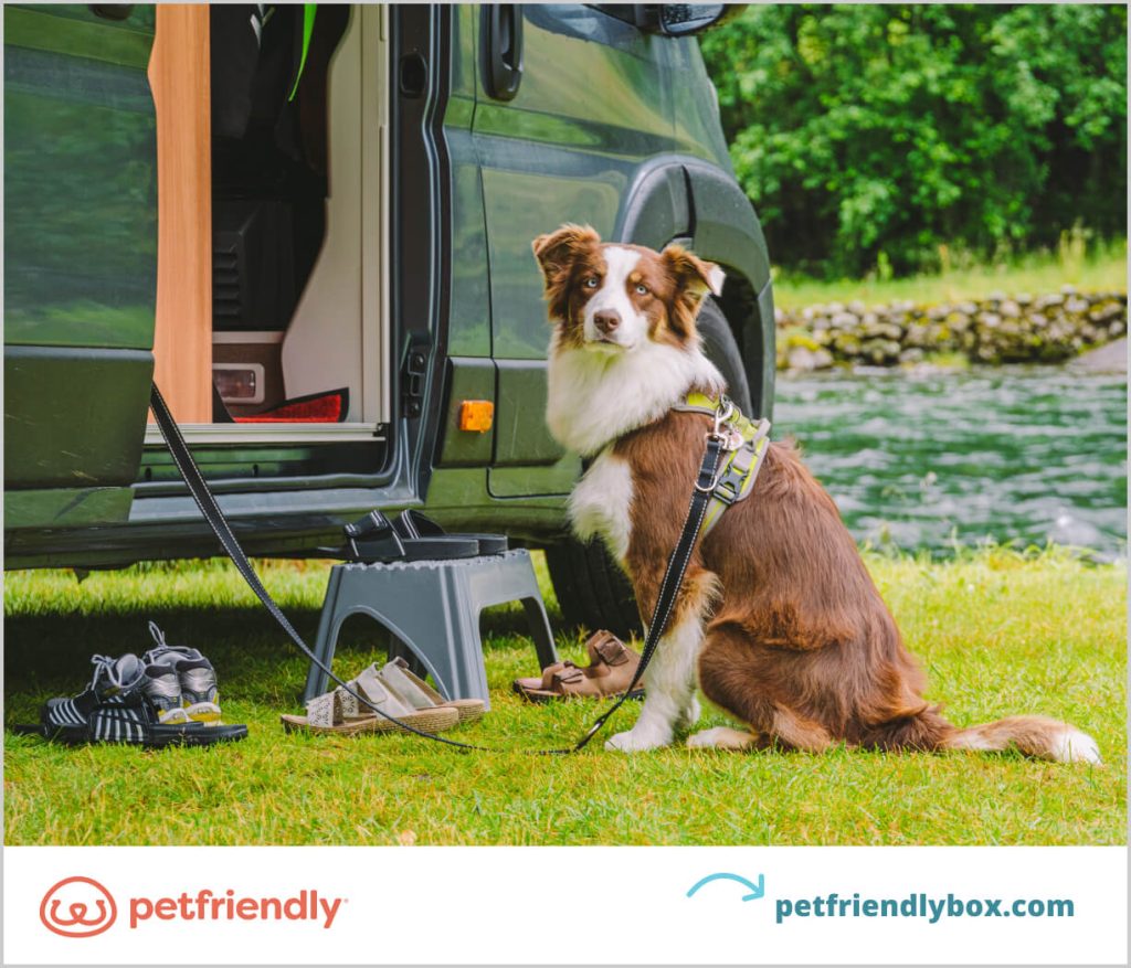 Traveling With a Dog