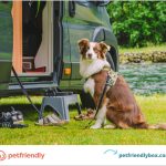 Traveling With a Dog