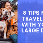 Traveling With a Large Dog