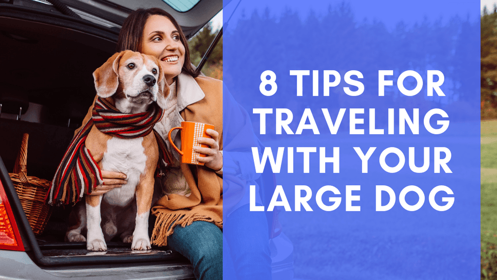 Traveling With a Large Dog