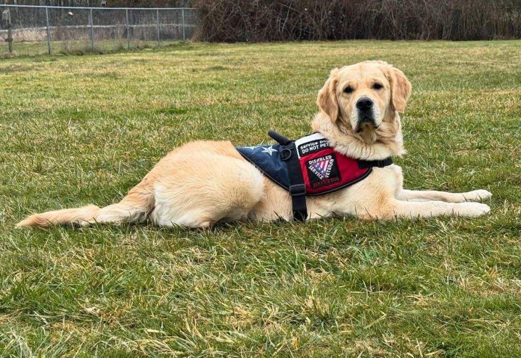 Traveling With a Service Dog