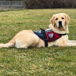Traveling With a Service Dog