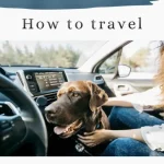 Traveling With Anxious Dog