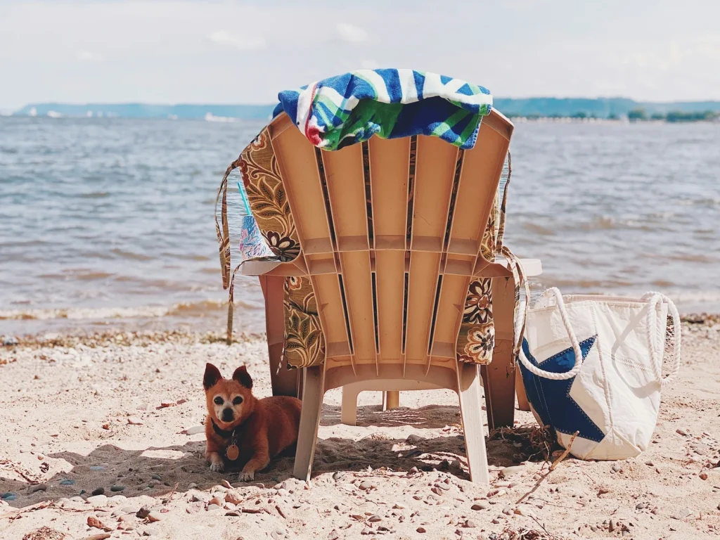 Traveling With Dog to Mexico