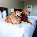 Traveling With Dogs Hotels