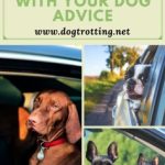 Traveling With Dogs in Car Long Distance