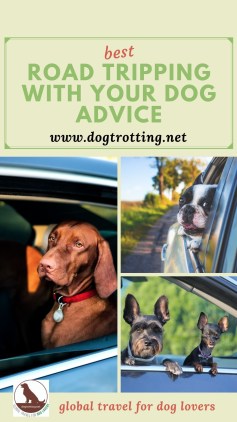 Traveling With Dogs in Car Long Distance
