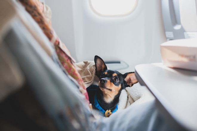 Traveling With Dogs on Airplanes