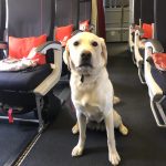 Traveling With Large Dogs on Planes