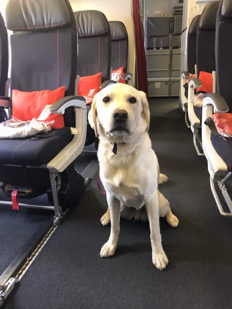 Traveling With Large Dogs on Planes