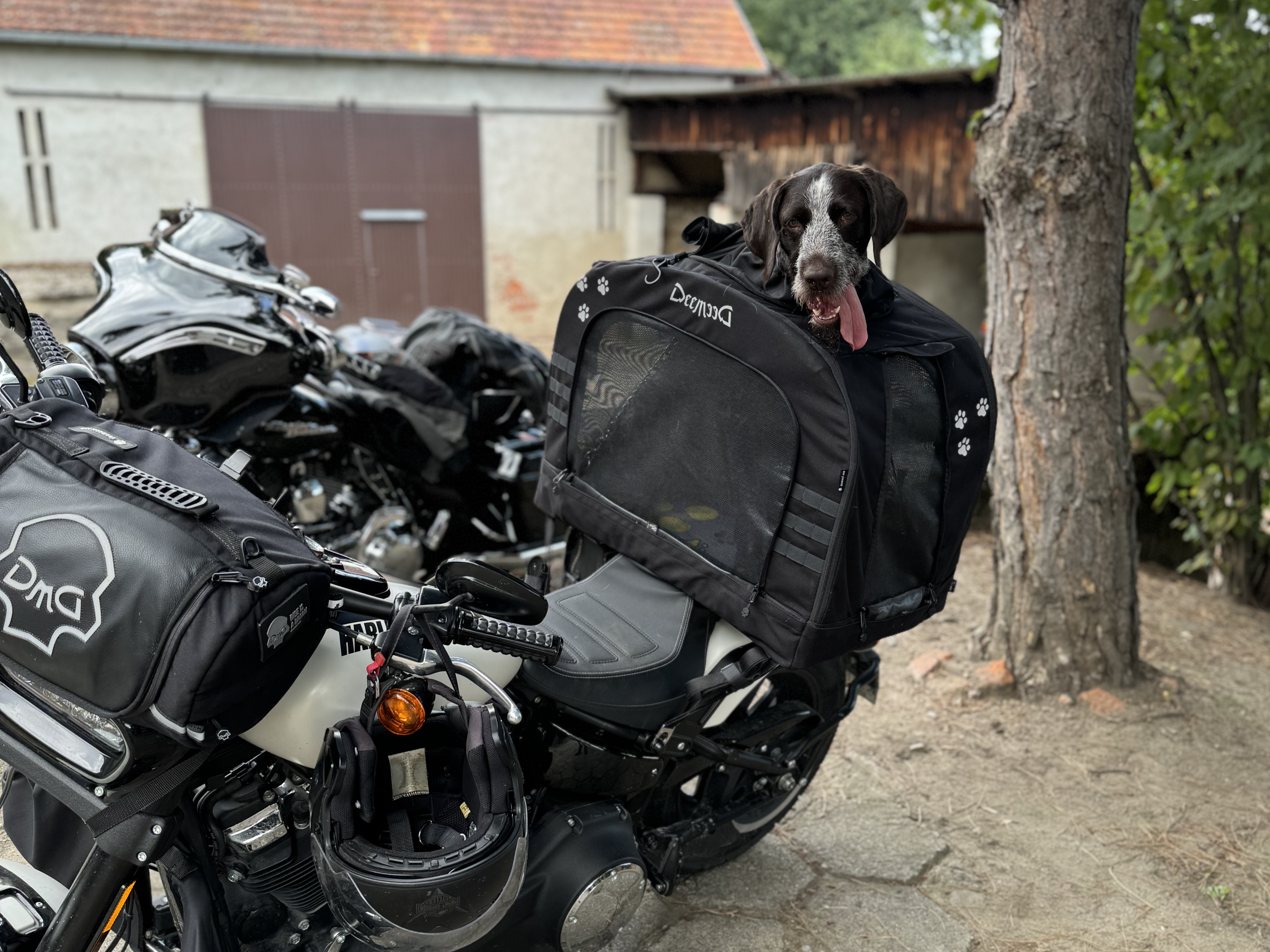 Traveling With Large Dogs