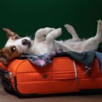 Traveling With Your Dog