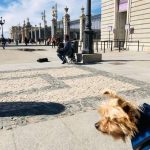 Travelling to Spain With a Dog