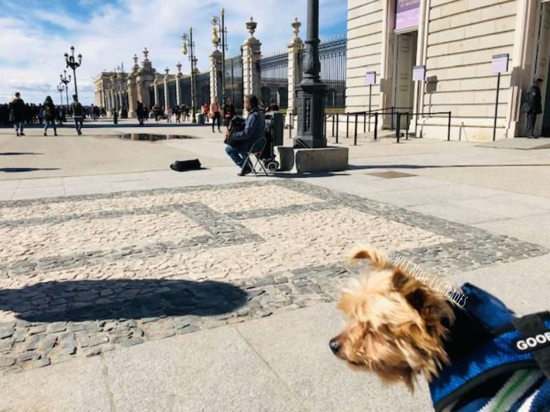 Travelling to Spain With a Dog