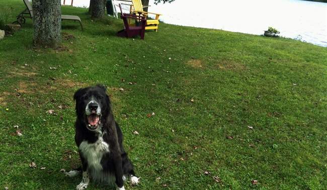 Travelling With Dog to Usa from Canada