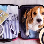 Travelling With Dogs