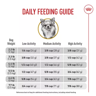What Age Chihuahua Eating Adult Dog Food