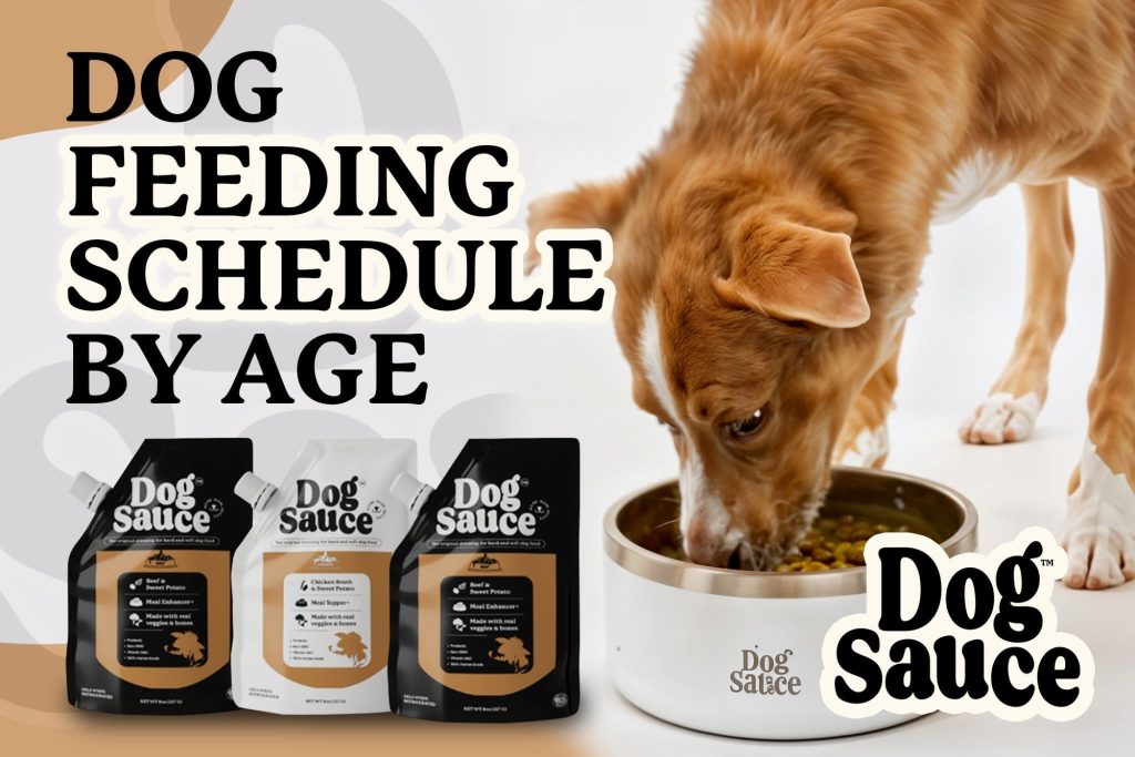 What Age Do You Feed Adult Dog Food