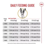 What Age Should a Dog Start Eating Adult Food