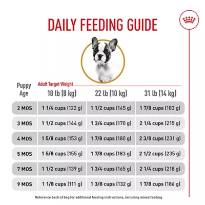 What Age Should a Dog Start Eating Adult Food