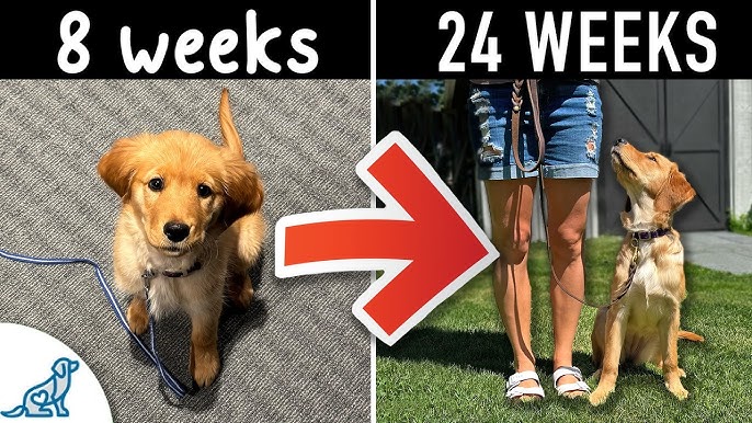 What Age Should a Dog Start Obedience Training