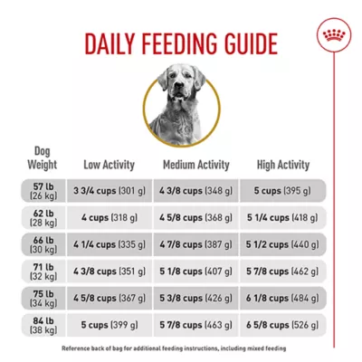 What Age Should Dogs Switch to Adult Food