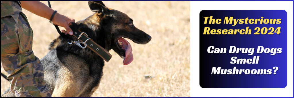 What are Drug Dogs Trained to Smell