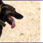 What are Drug Dogs Trained to Smell