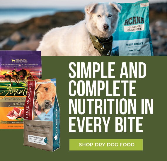 What are the Best Adult Dog Food