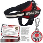 What are the Best Breeds for Service Dogs