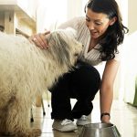 What Do When Switch to Adult Dog Food Causes Diarrhea