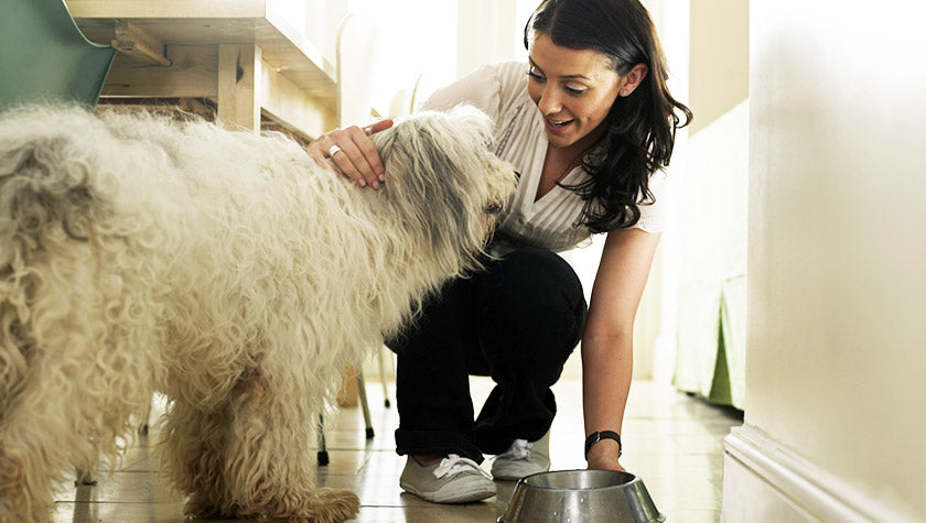 What Do When Switch to Adult Dog Food Causes Diarrhea