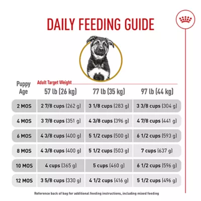 What Does Adult Dog Food Do to Puppies