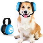 What Dog Has the Best Hearing