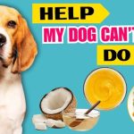 What Foods are Good for Constipation in Adult Dogs