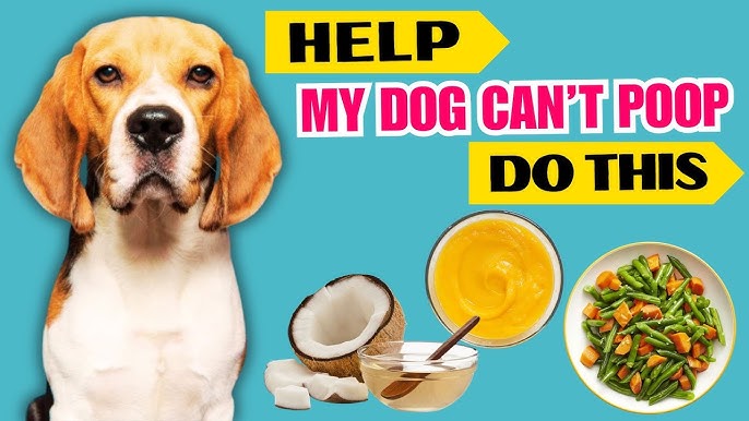 What Foods are Good for Constipation in Adult Dogs