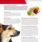 What is a Grain-Free Diet for Dogs
