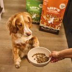 What is Grain Free Diet for Dogs