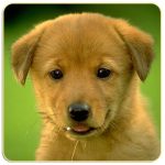 What is the Best Dog Training App