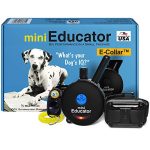 What is the Best E Collar for Dogs