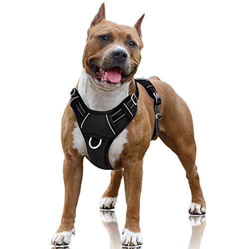 What is the Best No Pull Dog Harness