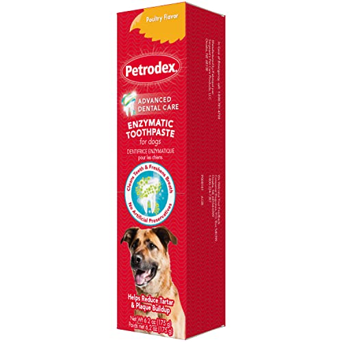 What is the Best Toothpaste for Dogs