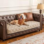 What Sofa Material is Best for Dogs