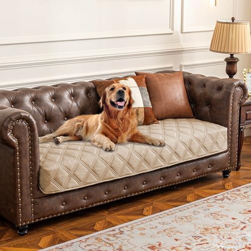 What Sofa Material is Best for Dogs