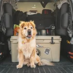 What to Do With Dog While Traveling